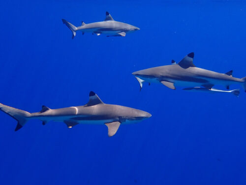 10 valuable tips to protect your legal rights … before you dive in with the sharks